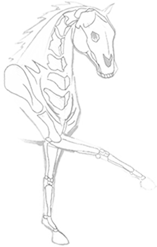 Squelette d'un cheval